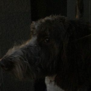 Meet your Posher, Victor